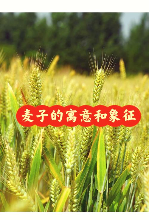 上麦是啥意思