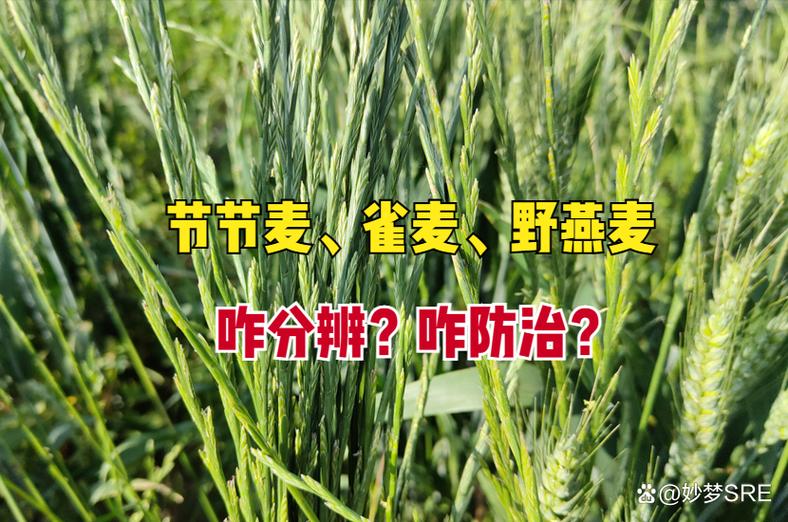 上麦是啥意思截图2