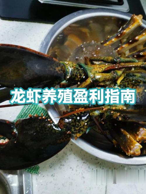 养殖龙虾一亩利润