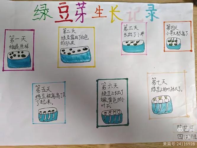 种绿豆芽的过程记录