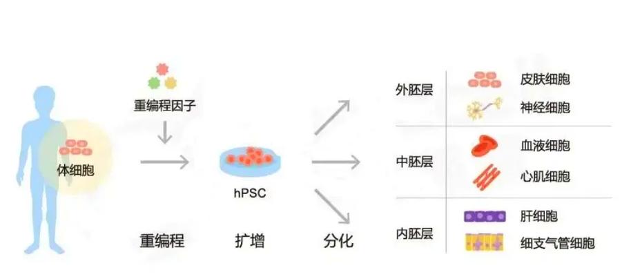 ips和10bitips的区别