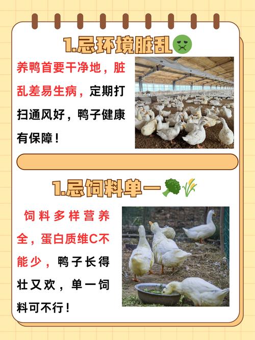 养100只鸭子利润截图2