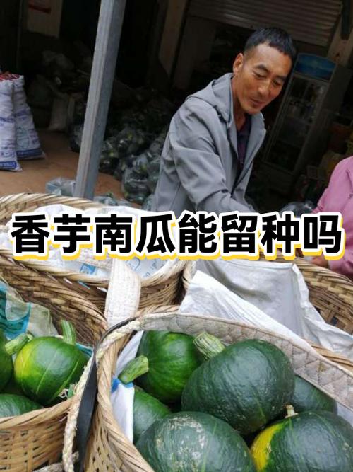 南瓜可以自己留种吗截图2