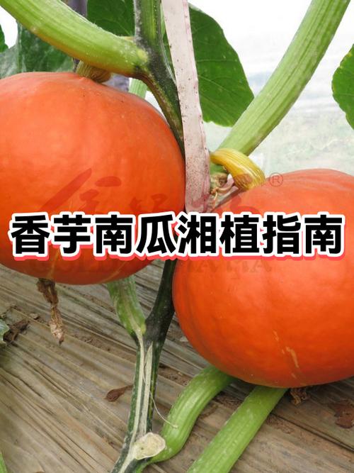 南瓜可以自己留种吗截图3