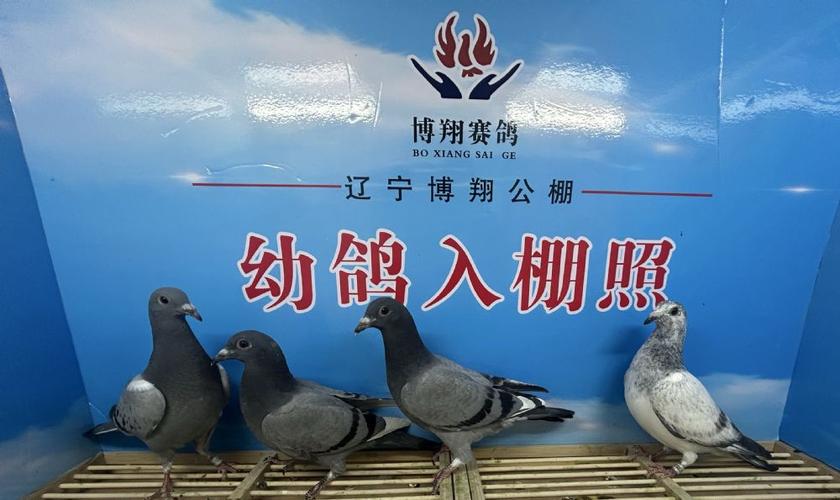 各地公棚棚各地公 各地公棚棚各地公