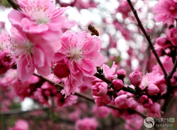 桃花源里桃花开 桃花源里桃花开