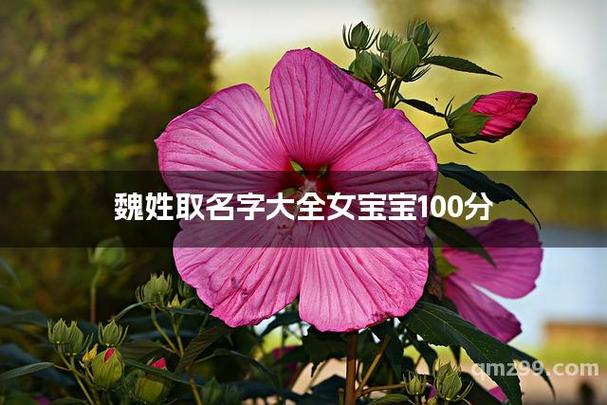 魏姓属马最吉利的名字