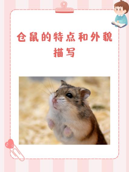 仓鼠跑丢了在家危害