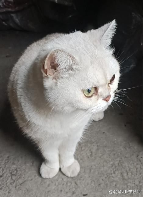 帮别人养猫好不好