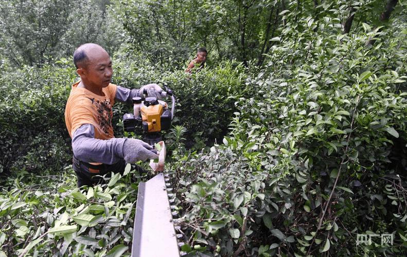 山茶树的修剪方法视频