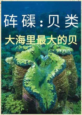 巨无霸为什么叫big mac