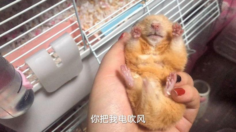 仓鼠用吹风机吹会动一下