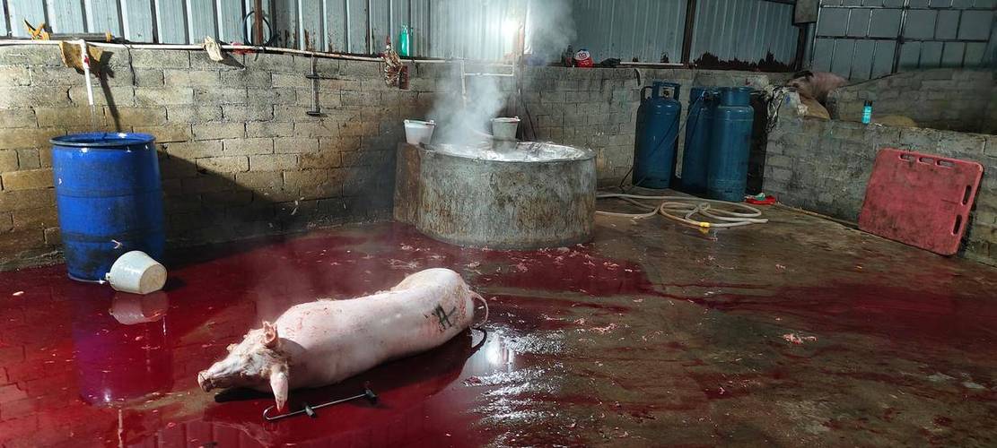 生屠宰场杀猪全过程 生屠宰场杀猪全过程