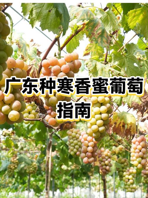 寒香蜜葡萄耐寒吗