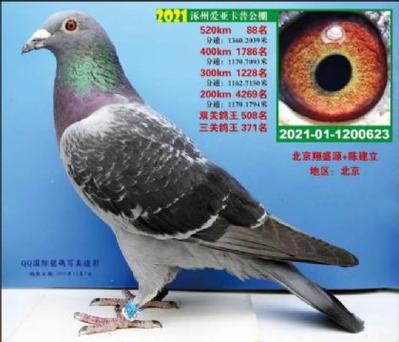 公棚信鸽信息网 公棚信鸽信息网