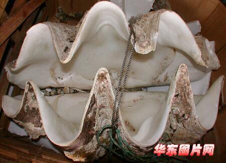 ck竞技之王贝壳截图2