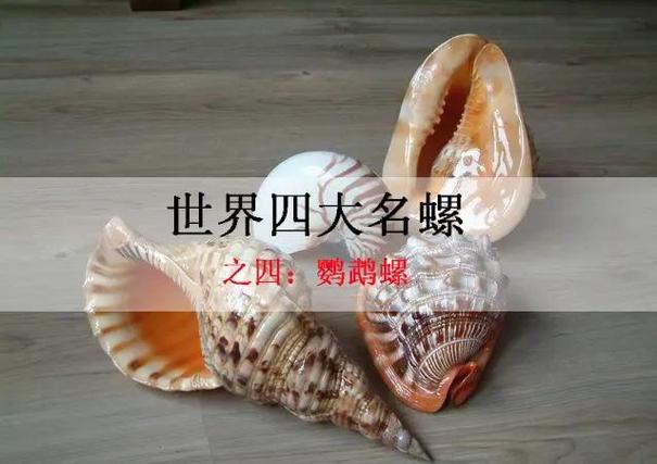 鹦鹉螺壳价值