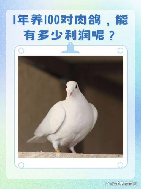 养100只鸽子一年利润
