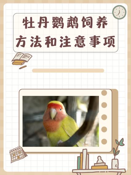 养鹦鹉的注意事项
