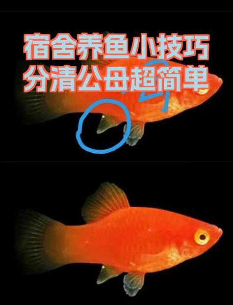 12条鱼一般人养不了 12条鱼一般人养不了