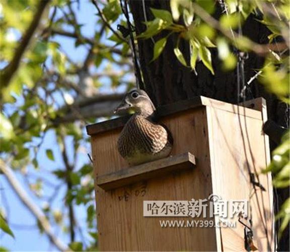 海雀智能摄像头怎么样