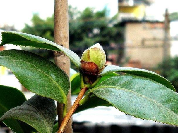 茶花催花用什么方法