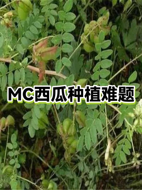 我的世界西瓜种植方法介绍截图3