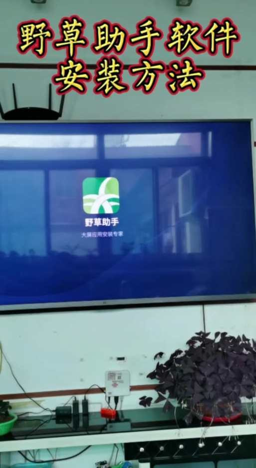 野草助手电视TV版截图2