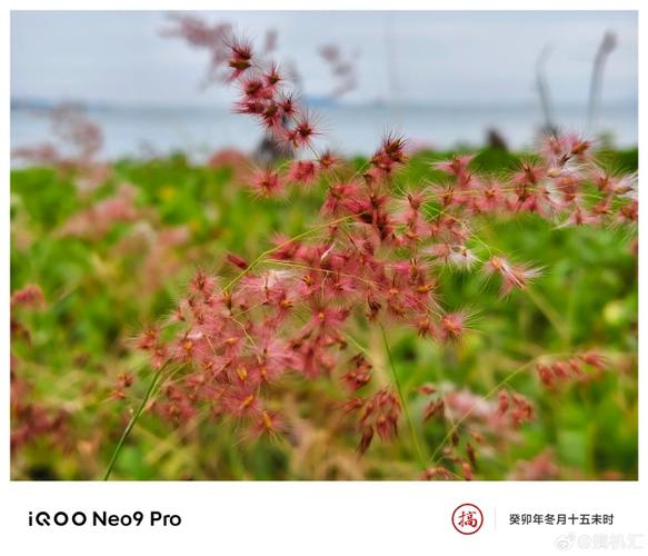 哪几款手机微距效果好