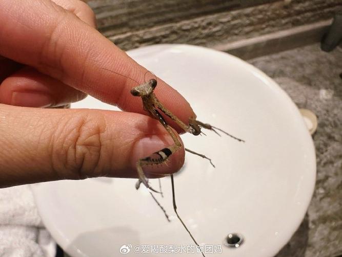 10秒抓一只螳螂