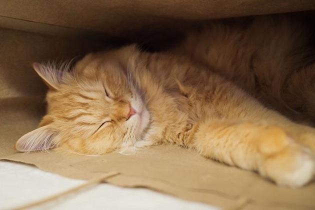 熟睡中的女孩猫咪移植