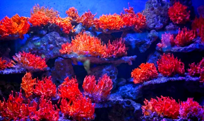 海底宝石种类