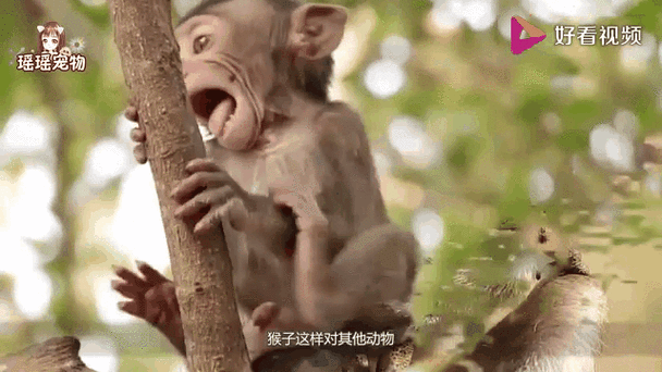 顽皮的动物国语免费