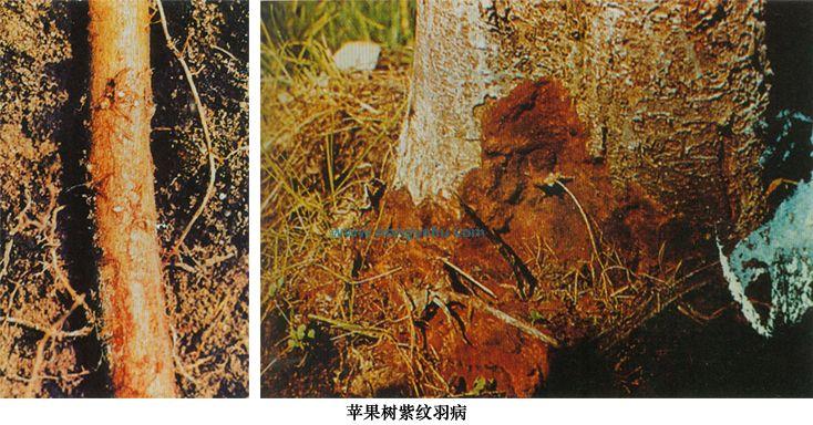 苹果x摔了出现紫色条纹