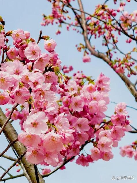 樱花几月份结束