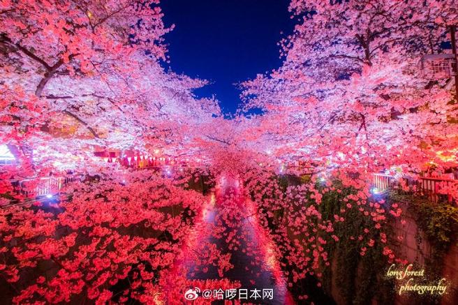 樱花几月份结束截图3