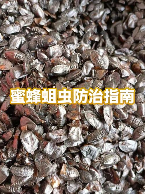 蜜蜂巢虫防治最有效方法