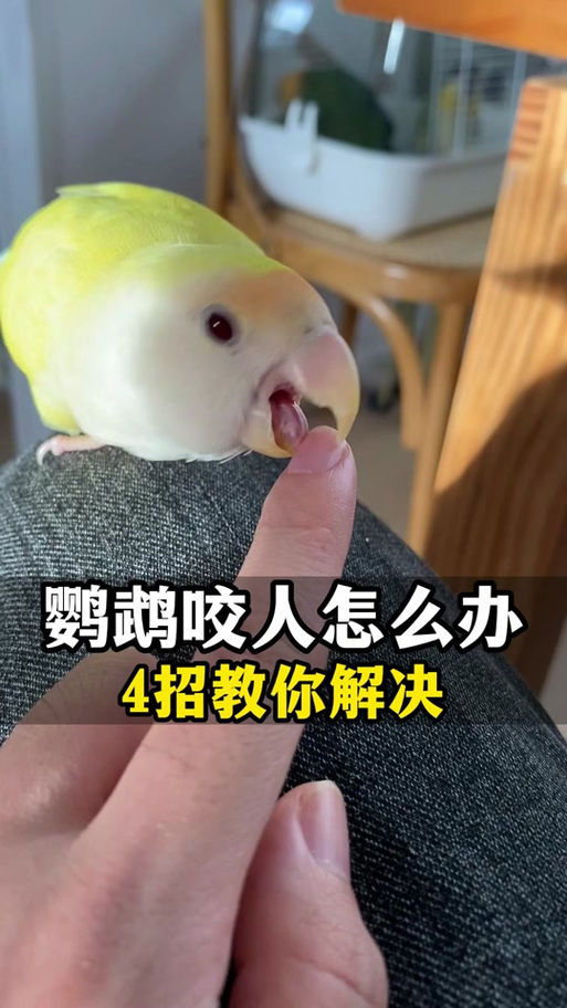 被鹦鹉咬了有事吗