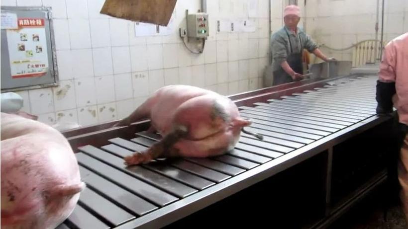 中国屠宰场如何杀猪 中国屠宰场如何杀猪
