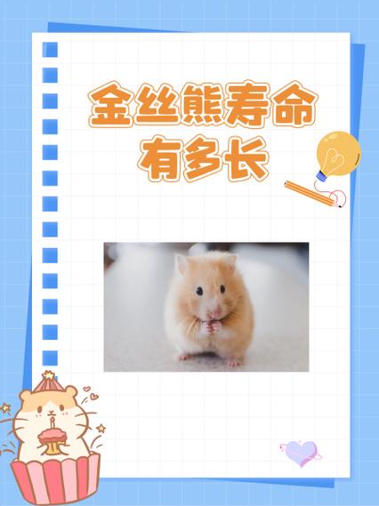 金丝熊仓鼠寿命有多长 金丝熊仓鼠寿命有多长