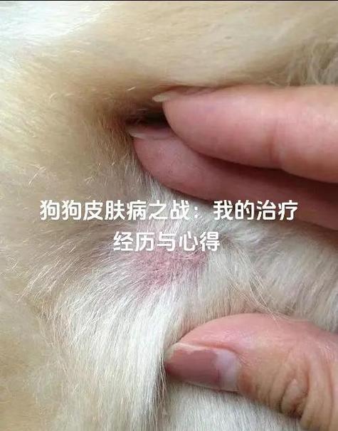 狗狗身上长瘤子怎么治疗