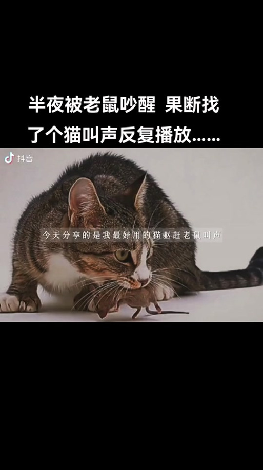 猫叫声驱赶老鼠