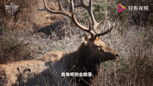 麋鹿转截图2