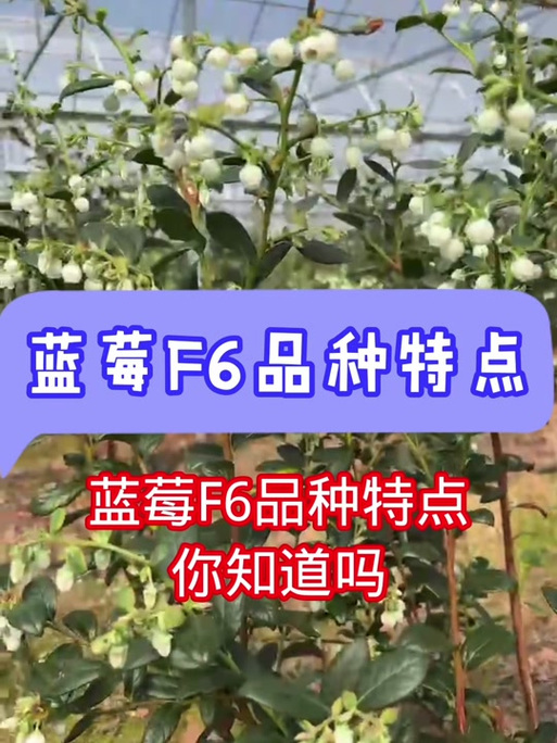 蓝莓什么品种最好吃