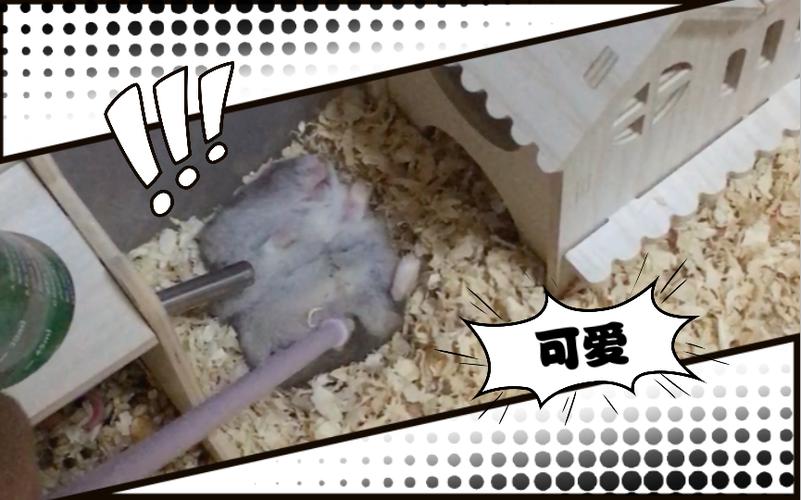 仓鼠死后会托梦给主人吗