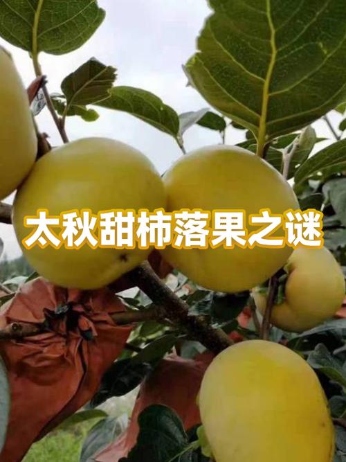 车厘子和樱桃是一种东西吗