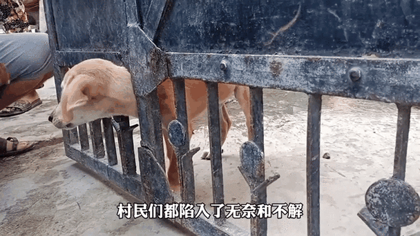 狗卡住女人后多久能出来