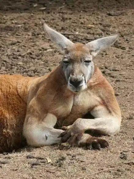 袋鼠有几个手指截图3