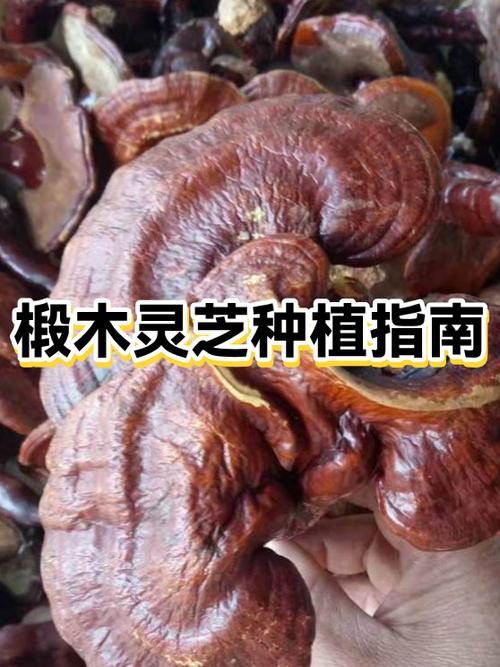 灵芝的栽培方法