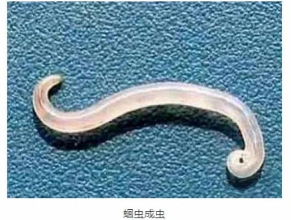 寄生虫从胸罩那里寄生